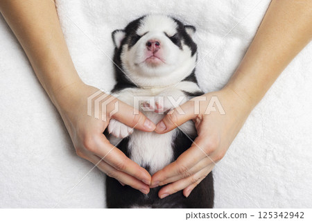 Newborn puppy resting on soft white blanket 125342942