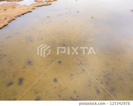 Aerial view of some white swan birds on a lake during a beautiful autumn morning. Birds in nature. Aerial view of some white swan birds on a lake during a beautiful autumn morning. Birds in nature. 125342978