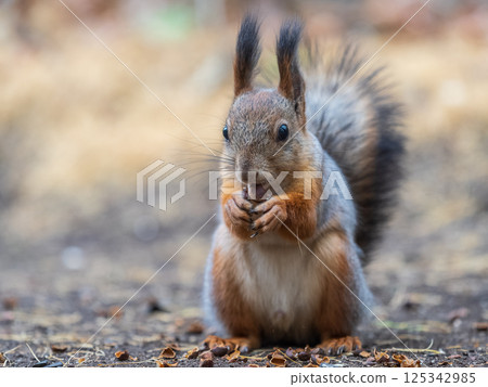 Squirrel in autumn hides nuts on the green grass with fallen yellow leaves Squirrel in autumn hides nuts on the green grass with fallen yellow leaves 125342985