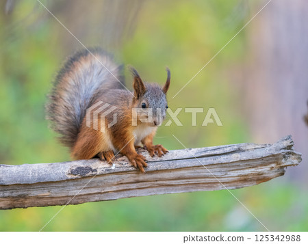 Squirrel sits on a branch in Autumn park 125342988