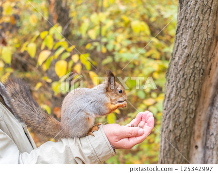 A squirrel in the autumn eats nuts from a human hand. Eurasian red squirrel, Sciurus vulgaris A squirrel in the autumn eats nuts from a human hand. Eurasian red squirrel, Sciurus vulgaris 125342997