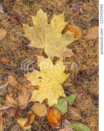 Orange and yellow fallen leaves in the sunlight. Orange and yellow fallen leaves in the sunlight. 125342998