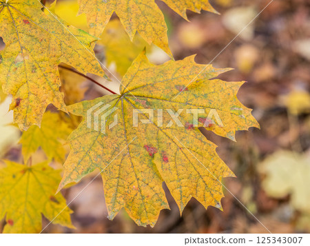 Maple branches with yellow leaves in autumn, in the light of sunset. 125343007