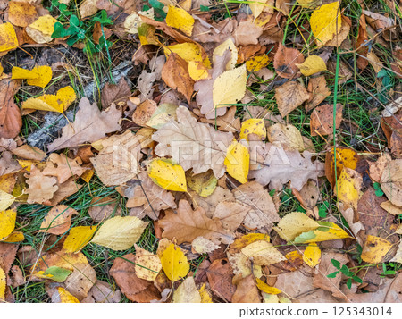 Orange and yellow fallen leaves in the sunlight. Orange and yellow fallen leaves in the sunlight. 125343014
