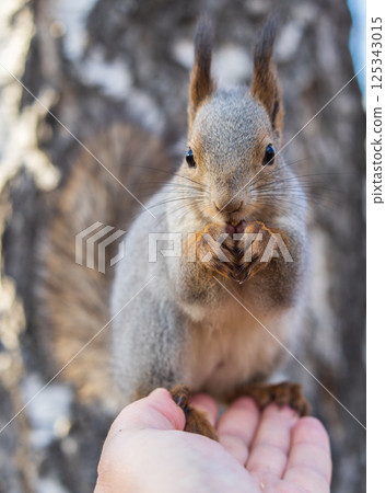 A squirrel in the autumn eats nuts from a human hand. Eurasian red squirrel, Sciurus vulgaris A squirrel in the autumn eats nuts from a human hand. Eurasian red squirrel, Sciurus vulgaris 125343015