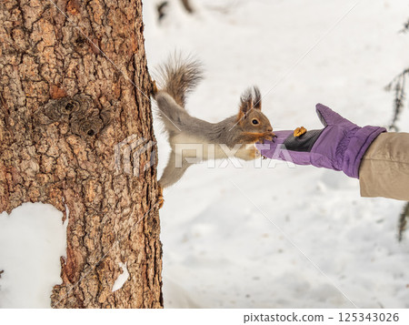 Girl feeds a squirrel with nuts at winter. Caring for animals in winter or autumn. Girl feeds a squirrel with nuts at winter. Caring for animals in winter or autumn. 125343026