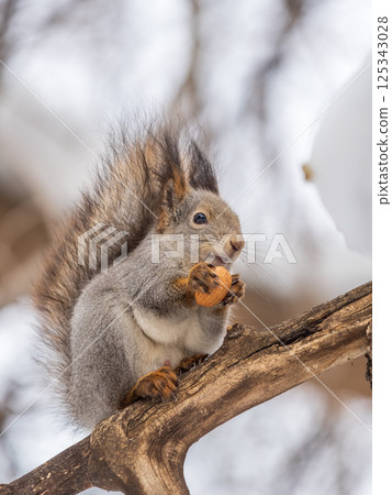 The squirrel with nut sits on tree in the winter or late autumn 125343028