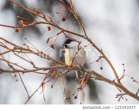 Cute bird the willow tit, song bird sitting on a branch without leaves in the winter. 125343037