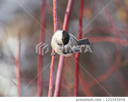Cute bird the willow tit, song bird sitting on a branch without leaves in the winter. Cute bird the willow tit, song bird sitting on a branch without leaves in the winter. 125343039