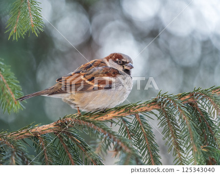 Sparrow sits on a fir branch in the sunset light. Sparrow sits on a fir branch in the sunset light. 125343040