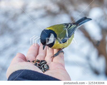A tit sits on a man's hand and eats seeds. A tit sits on a man's hand and eats seeds. 125343044