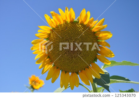 Sunflowers bloom on Soleil Hill 125343070