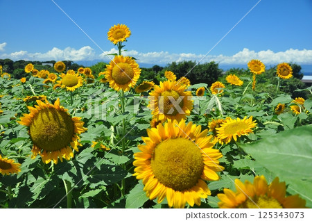 Sunflowers bloom on Soleil Hill Sunflowers bloom on Soleil Hill 125343073