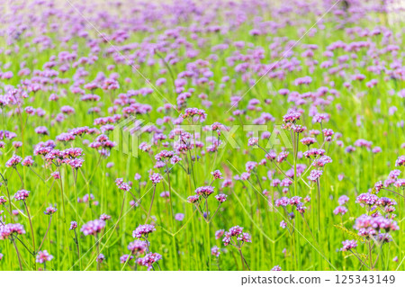 Verbena bonariensis flowers, Argentinian Vervain or Purpletop Vervain, Clustertop Vervain, Tall Verbena, Pretty Verbena, in garden 125343149