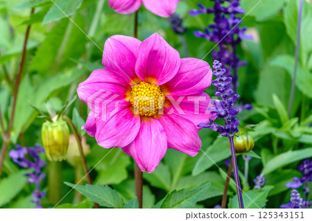 Red Dahlia pinnata summer flower in garden 125343151