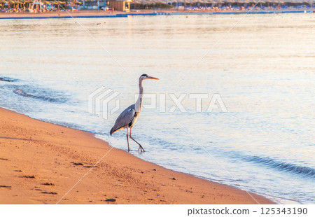 Gray heron fishing on the beach of the Red Sea. Naama Bay beach, Sharm El Sheikh, Egypt 125343190
