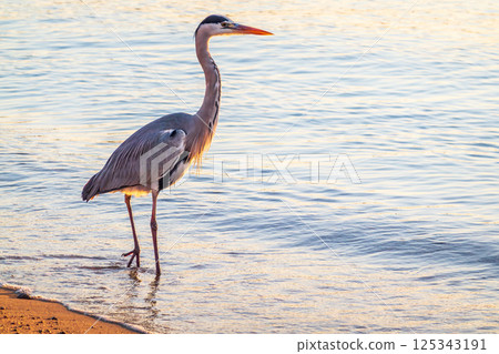 A heron hunting in the sea. Grey heron on the hunt A heron hunting in the sea. Grey heron on the hunt 125343191
