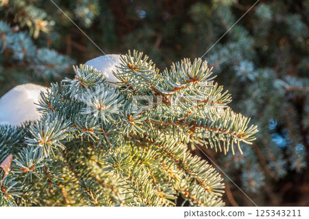 Green fir branches in winter covered with snow 125343211
