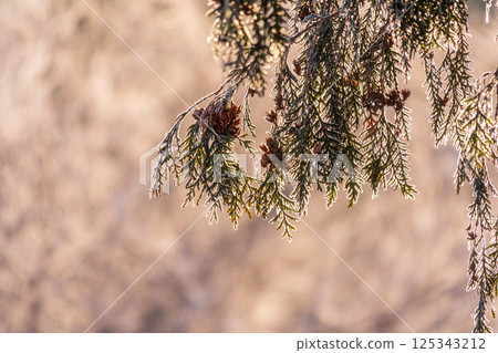 Autumn Thuja branches in the sunset light. Autumn Thuja branches in the sunset light. 125343212
