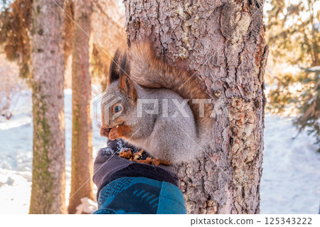 Squirrel eats nuts from a man's hand. Caring for animals in winter or autumn. Squirrel eats nuts from a man's hand. Caring for animals in winter or autumn. 125343222