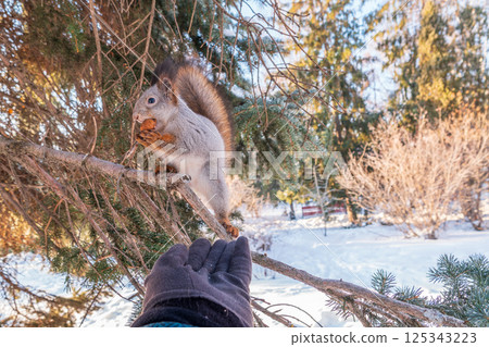 Squirrel eats nuts from a man's hand. Caring for animals in winter or autumn. 125343223