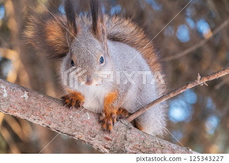 The squirrel sits on a branches without leaves in the winter or autumn The squirrel sits on a branches without leaves in the winter or autumn 125343227