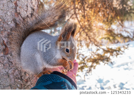 Squirrel eats nuts from a man's hand. Caring for animals in winter or autumn. 125343233