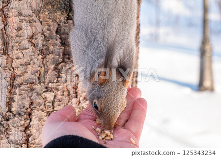Squirrel eats nuts from a man's hand. Caring for animals in winter or autumn. 125343234