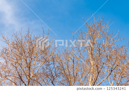 poplar branches, covered with buds against the blue sky poplar branches, covered with buds against the blue sky 125343241