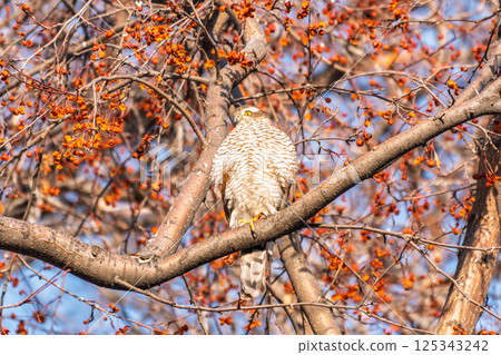 A Eurasian sparrowhawk perched on a branch of a tree outdoors. A Eurasian sparrowhawk perched on a branch of a tree outdoors. 125343242