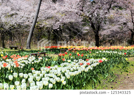 伊科伊村森林公園鬱金香花田 125343325