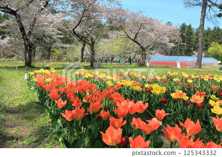 Ikoi Village Forest Park Tulip Field 125343332