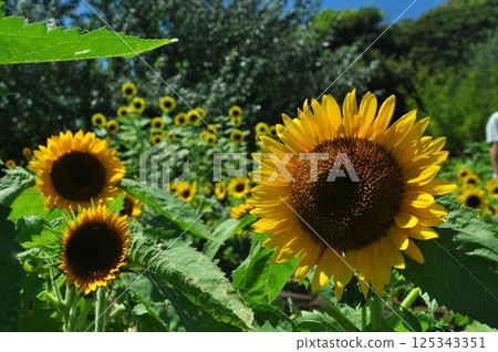 Sunflower Big Smile Blooming on Soleil Hill Sunflower Big Smile Blooming on Soleil Hill 125343351