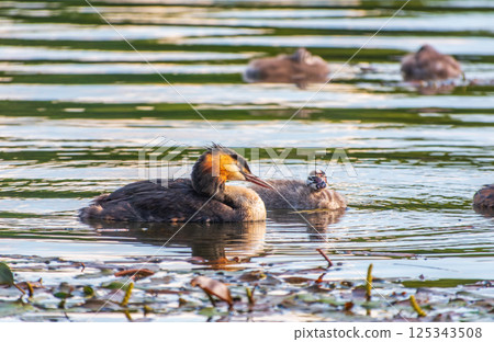 The waterfowl bird, great crested grebe with chick, swimming in the lake. The waterfowl bird, great crested grebe with chick, swimming in the lake. 125343508