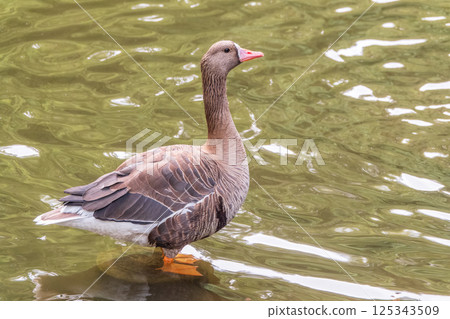 Greater White-fronted Goose (Anser albifrons) standing on the green shore of the pond. 125343509