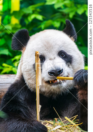 The Giant Panda Bear sits while eating a bamboo stalk The Giant Panda Bear sits while eating a bamboo stalk 125343516