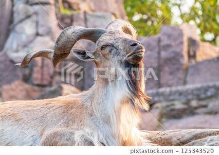 Close-up portrait of Markhor, Capra falconeri, wild goat native to Central Asia, Karakoram and the Himalayas Close-up portrait of Markhor, Capra falconeri, wild goat native to Central Asia, Karakoram and the Himalayas 125343520