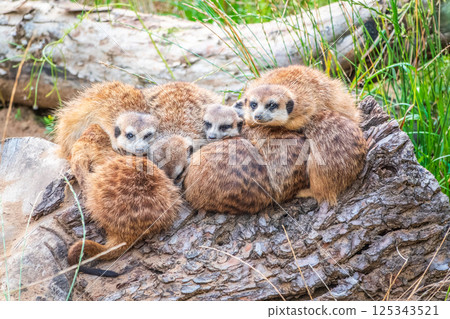 A group of cute meerkats. Meerkat Family are sunbathing. 125343521