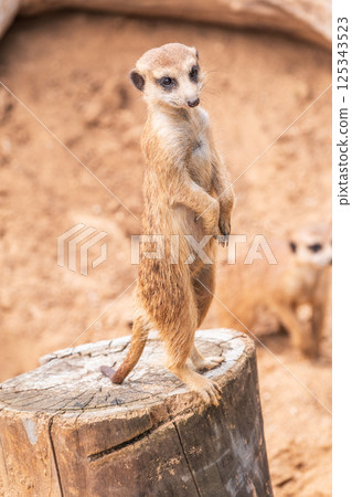 Meerkat, Suricata suricatta, on hind legs. Portrait of meerkat standing on hind legs with alert expression. Portrait of a funny meerkat sitting on its hind legs. Meerkat, Suricata suricatta, on hind legs. Portrait of meerkat standing on hind legs with alert expression. Portrait of a funny meerkat sitting on its hind legs. 125343523