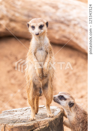 Meerkat, Suricata suricatta, on hind legs. Portrait of meerkat standing on hind legs with alert expression. Portrait of a funny meerkat sitting on its hind legs. Meerkat, Suricata suricatta, on hind legs. Portrait of meerkat standing on hind legs with alert expression. Portrait of a funny meerkat sitting on its hind legs. 125343524