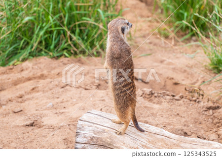 Meerkat, Suricata suricatta, on hind legs. Portrait of meerkat standing on hind legs with alert expression. Portrait of a funny meerkat sitting on its hind legs. Meerkat, Suricata suricatta, on hind legs. Portrait of meerkat standing on hind legs with alert expression. Portrait of a funny meerkat sitting on its hind legs. 125343525