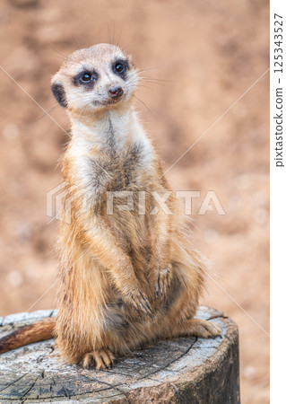 Meerkat, Suricata suricatta, on hind legs. Portrait of meerkat standing on hind legs with alert expression. Portrait of a funny meerkat sitting on its hind legs. Meerkat, Suricata suricatta, on hind legs. Portrait of meerkat standing on hind legs with alert expression. Portrait of a funny meerkat sitting on its hind legs. 125343527