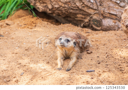 Meerkat suricatta family wildlife picture. Meerkat suricatta family wildlife picture. 125343530