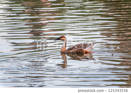 Swan Goose, Anser cygnoides,swiming in lake water Swan Goose, Anser cygnoides,swiming in lake water 125343536