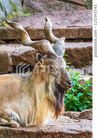 Close-up portrait of Markhor, Capra falconeri, wild goat native to Central Asia, Karakoram and the Himalayas Close-up portrait of Markhor, Capra falconeri, wild goat native to Central Asia, Karakoram and the Himalayas 125343543