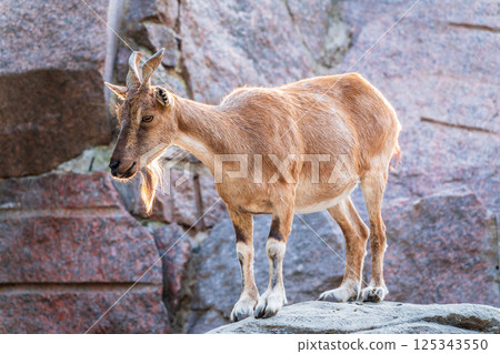 Markhor female on the rock. Latin name - Capra falconeri. Wild goat native to Central Asia, Karakoram and the Himalayas 125343550