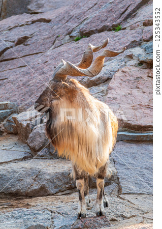 Close-up portrait of Markhor, Capra falconeri, wild goat native to Central Asia, Karakoram and the Himalayas 125343552
