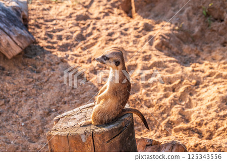 Meerkat, Suricata suricatta, on hind legs. Portrait of meerkat standing on hind legs with alert expression. Portrait of a funny meerkat sitting on its hind legs. 125343556