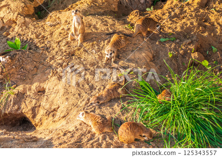 A group of cute meerkats. Meerkat Family are sunbathing. 125343557