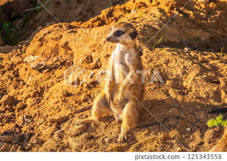 Meerkat, Suricata suricatta, on hind legs. Portrait of meerkat standing on hind legs with alert expression. Portrait of a funny meerkat sitting on its hind legs. 125343558